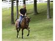National Quailty Hunter by Baske Afire - Horse For Sale in Quakertown ,  PA